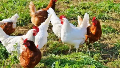 How to start poultry farm business