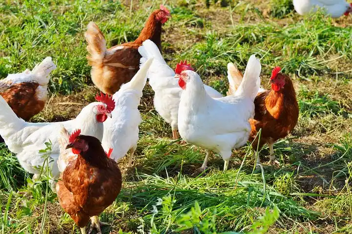 How to start poultry farm business