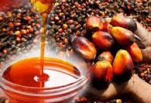 How to Start Palm Oil Business in Nigeria in 2023