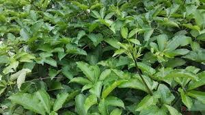 business plan for ugu farming